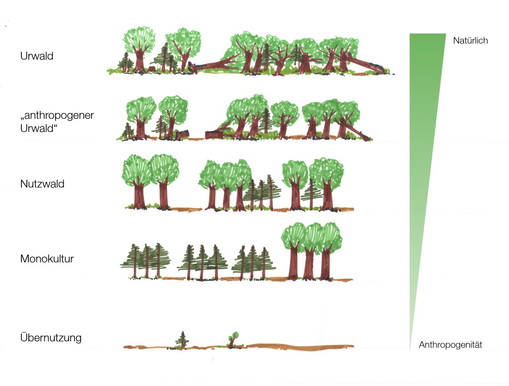 Urwald Der “anthropogene Urwald” – StadtLand Studio#2