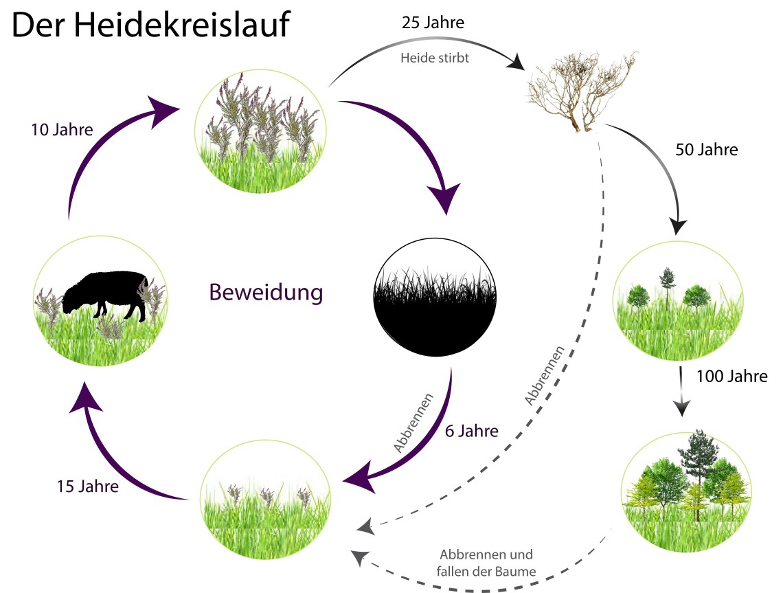 Der Heidekreislauf